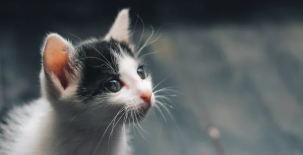 Microchip animali: in Italia sono 14 milioni